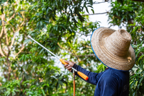 Pesticides et diabète : le rôle de l’alimentation biologique